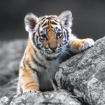 Amazing Animals Stickers Pack