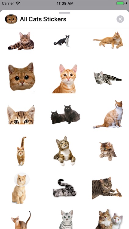 All Cats Stickers