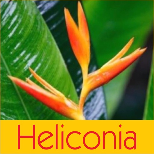 Heliconia