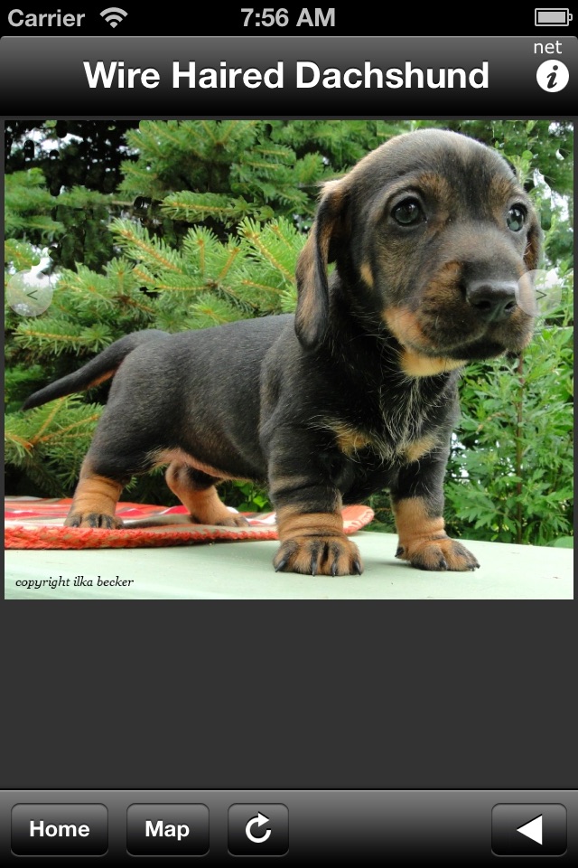 Wire Haired Dachshund screenshot 3