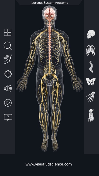 My Nervous System Anatomy