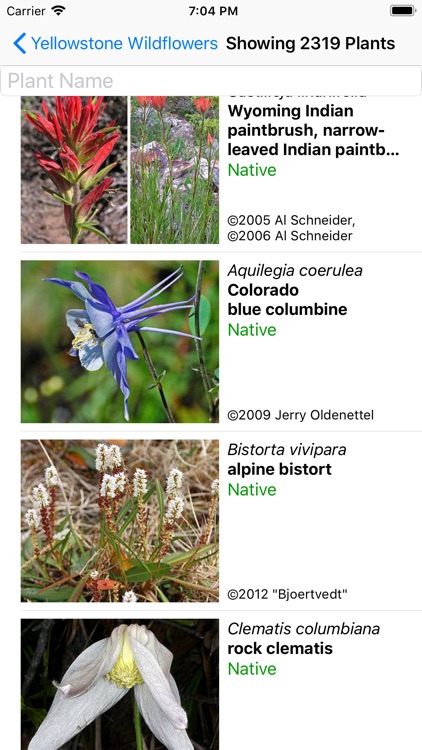 Yellowstone Wildflowers