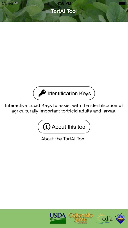 TortAI Key