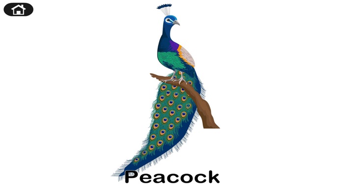 Animals Cognitive Card