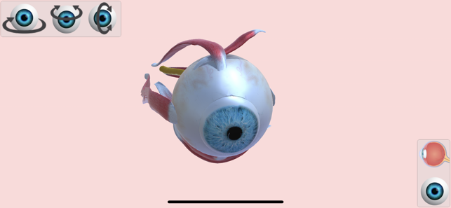 Eye Anatomy Atlas