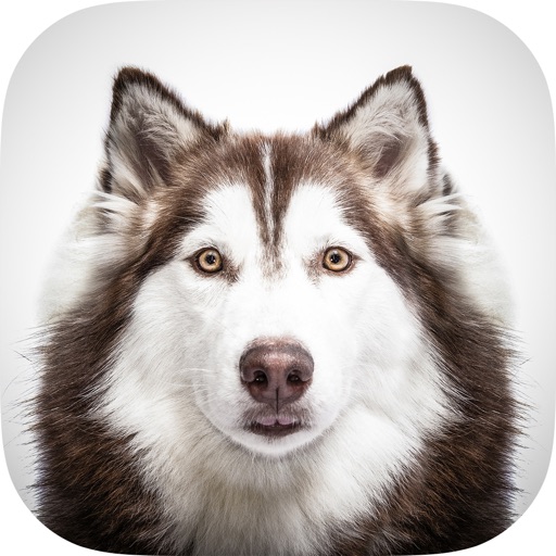 Dog Backgrounds & Wallpapers icon