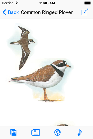 Eastern Europe Birds - náhled