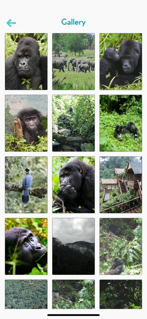 Bwindi Impenetrable(圖4)-速報App