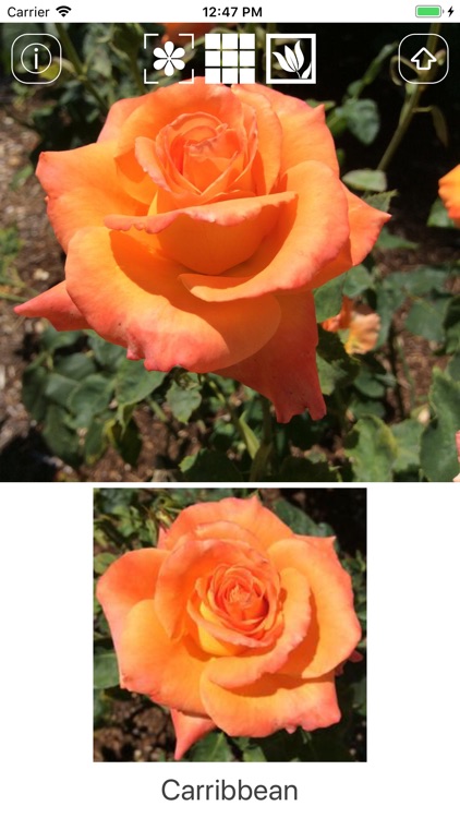 Instant Rose screenshot-3