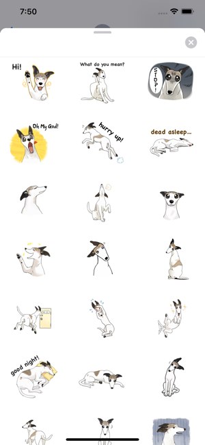 Cute Whippet Dog Sticker(圖3)-速報App