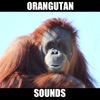 Real Orangutan Sounds