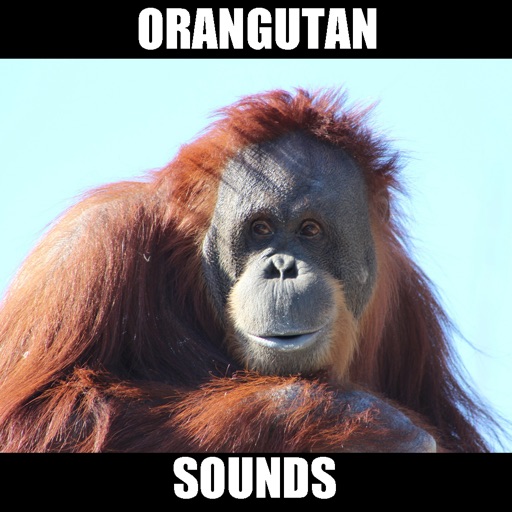 Real Orangutan Sounds icon