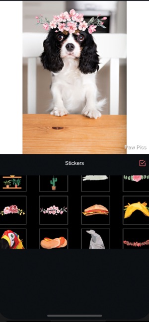 Paw Pics(圖2)-速報App