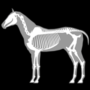 3D Horse Anatomy Software