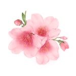 Spring FairyMINDON