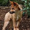 El-Dingos El-Dingos