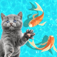 Contacter Jeux pour Chat & Jouet - Meow