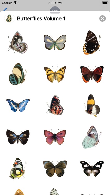 Butterflies Volume 1