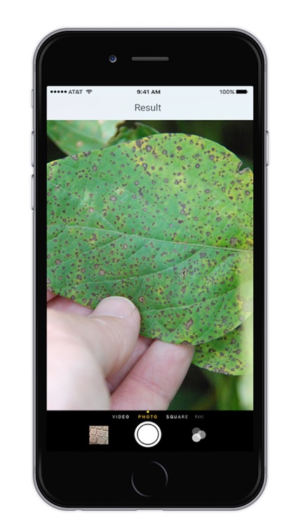 LeafSpot
