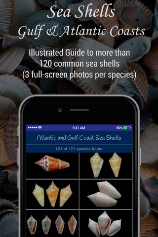 Gulf and Atlantic Sea Shells - náhled