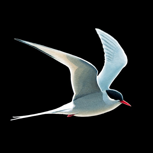 Collins Bird Guide iOS App