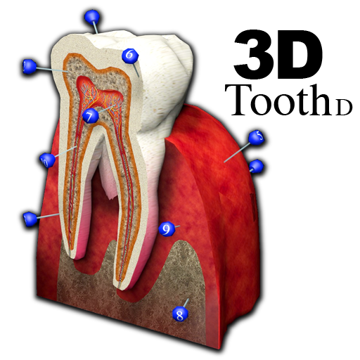 3D Tooth - St