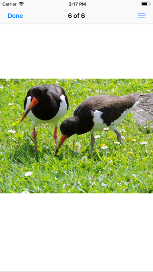 Oystercatcher Stickers(圖7)-速報App