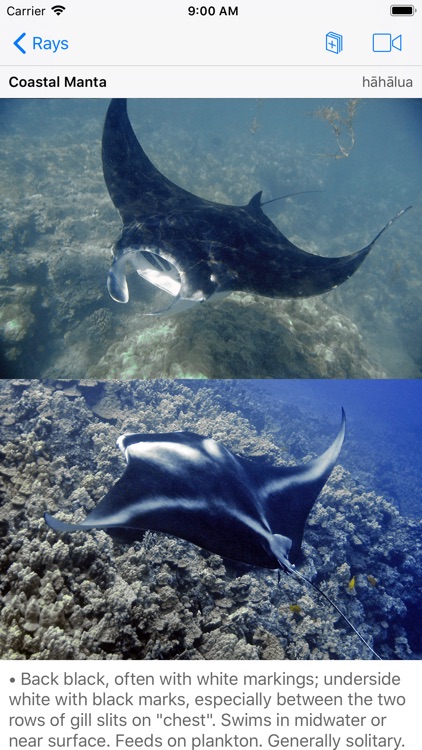 Scuba Fish Hawaii screenshot-9
