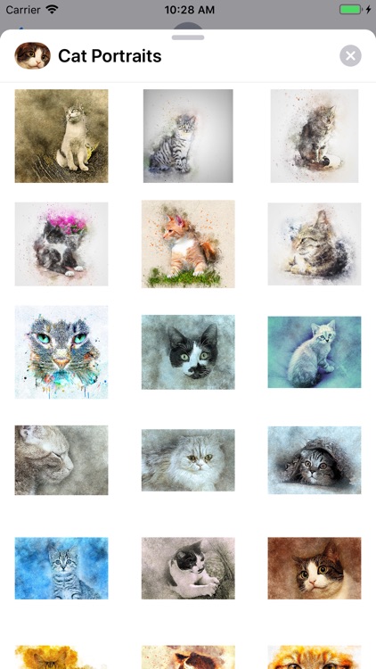 Cat Portraits