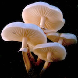 Paddenstoelen