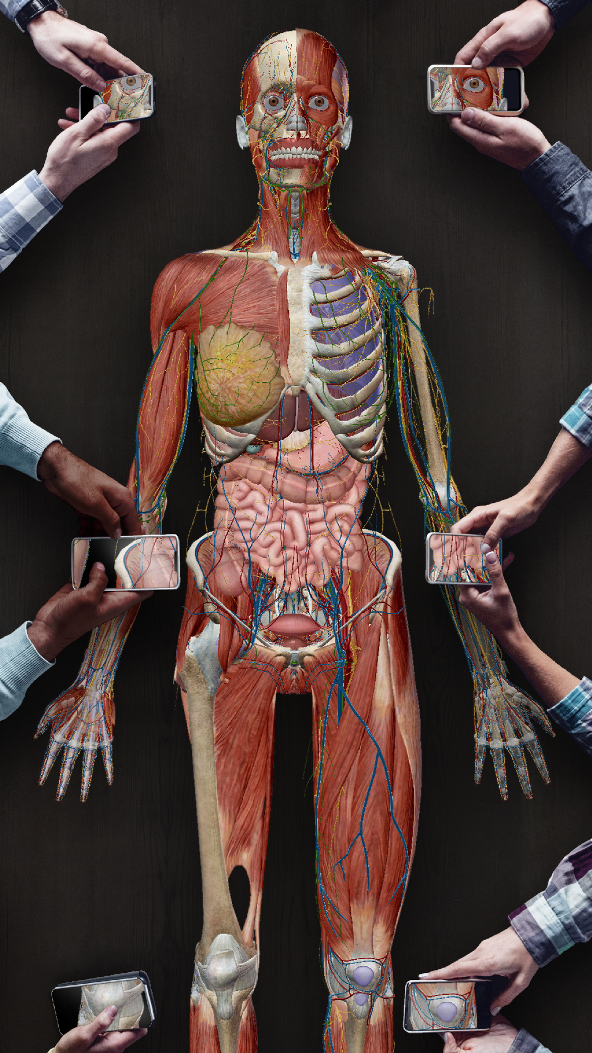 正面人体解剖学图谱图片