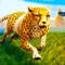 《模拟猎豹》是一款以3D模拟真实的生存游戏。在广阔的猎豹世界里，你需要走进森林中，成为一只猎豹来生活。你可以在这里探索广阔的猎豹世界，这里还生活着各式各样的动植物，你可以身临其境与之搏斗，厮杀，将其征服。体验在大自然中生存的艰难，更有趣的是在这里可以找到你的猎豹伙伴，与你一同生存，一同战斗，快来探索这未知有趣的世界吧。