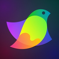 Amadine - Vector Drawing