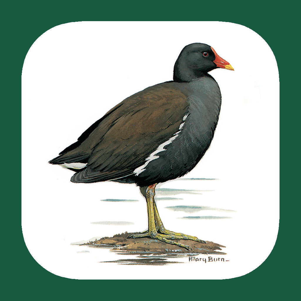 Get Iberian Peninsula Bird ID for iOS, iPhone, iPad Aso Report