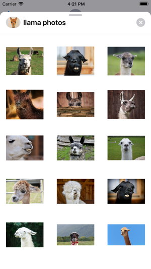 Llama Photography(圖3)-速報App