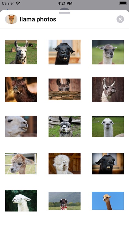 Llama Photography