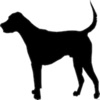 Icon Dogs - Quiz