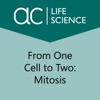 From One Cell to Two: Mitosis