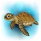 Turtles are reptiles of the order Testudines characterized by a special bony or cartilaginous shell developed from their ribs and acting as a shield