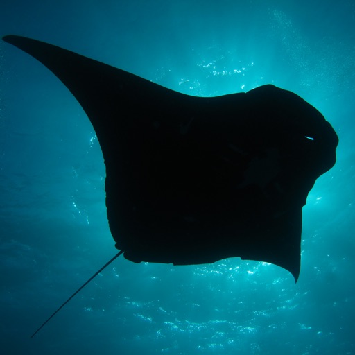 Lady Elliot Island