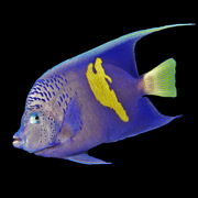 Oman Fish ID