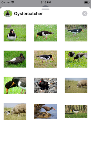 Oystercatcher Stickers(圖1)-速報App