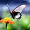 Beautiful collection of Amazing Butterfly Backgrounds