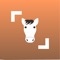See a horse, but don't know its breed