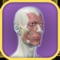 The Facial Anatomy application uses 3D interactive models to allow users to explore in detail the various areas of facial anatomy (forehead, nose, eye, chin, ear, neck and scalp) and aid in discussions between patients and their healthcare providers