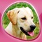 Man best friends and much more: many high-definition pictures, tour on set about puppies, sounds, recognition quizzes and puzzles in different difficulty levels