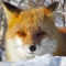 Icon Cute Fox Healing Life