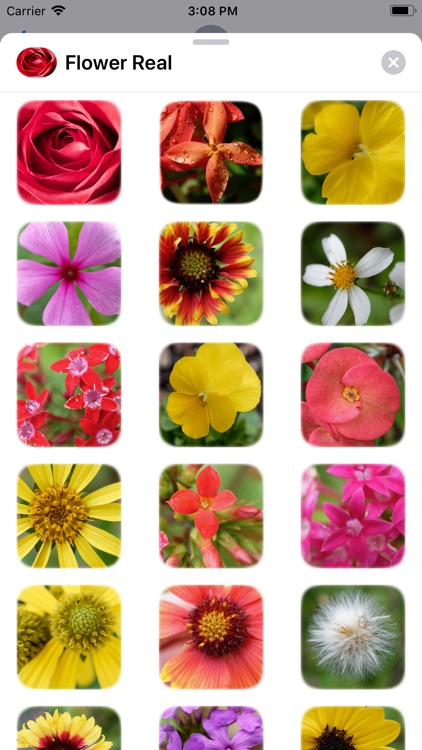 Flower Real