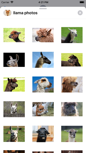 Llama Photography(圖2)-速報App