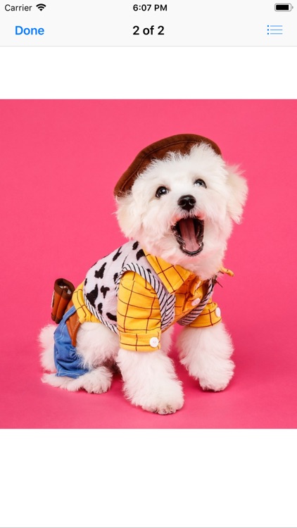 Pets In Costume